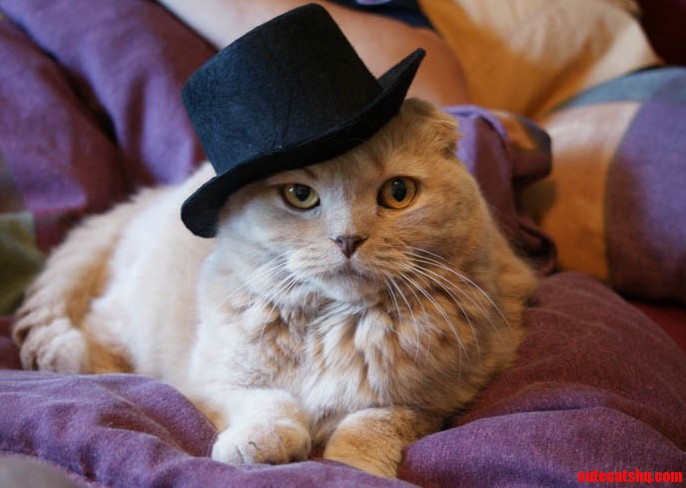 Cat with a Hat