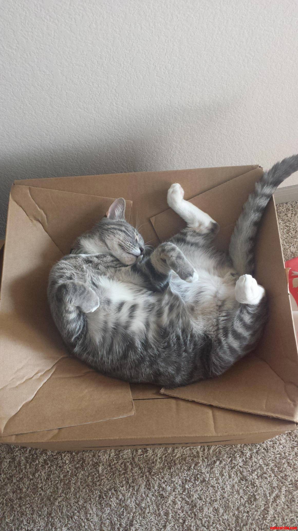 Cats Are Really Weird..