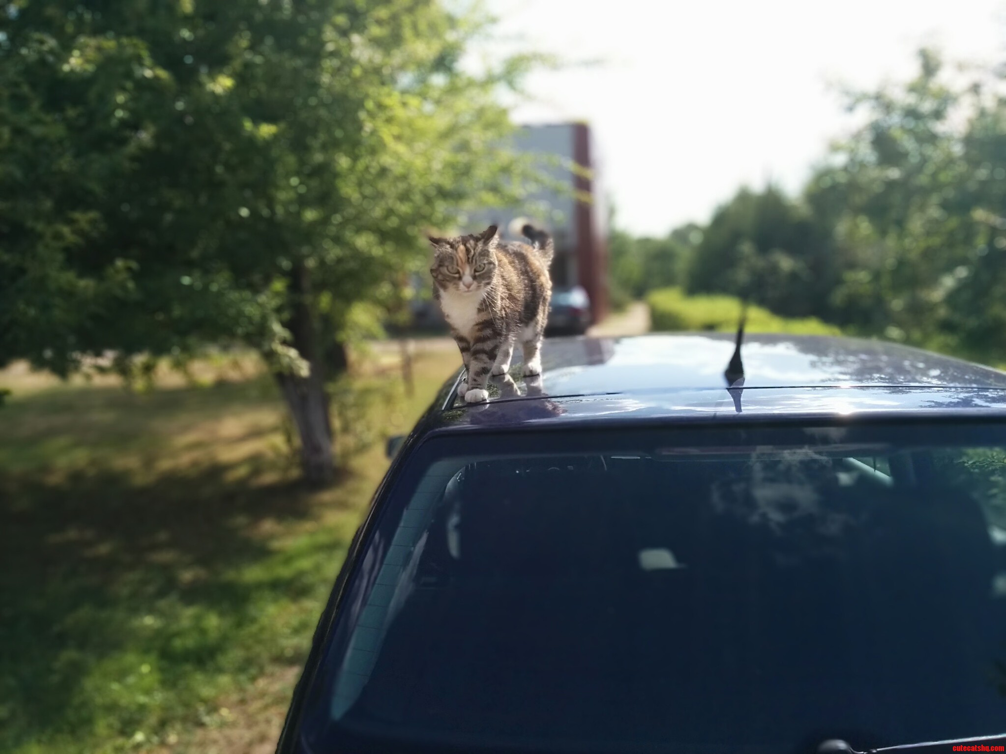Caturday Morning in Village