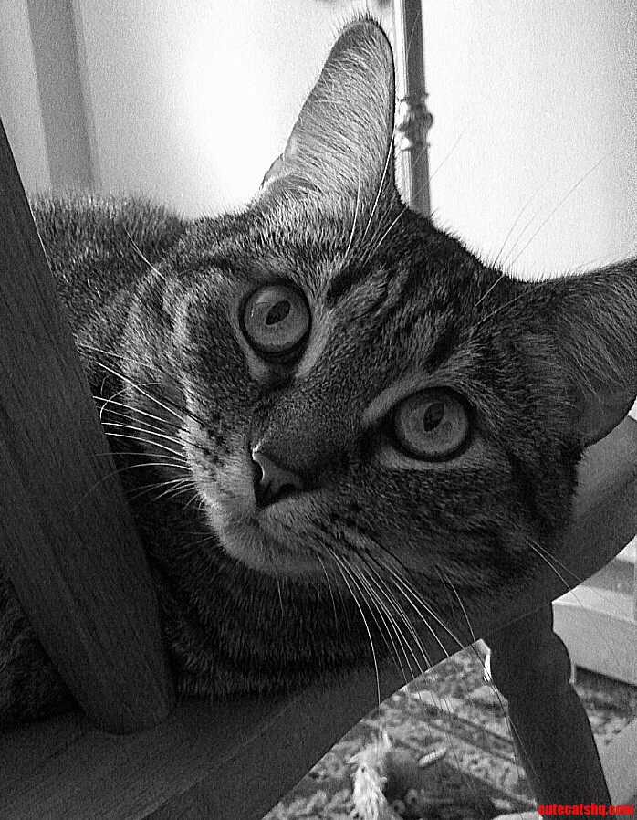 Caturday. My Princess Dottie.