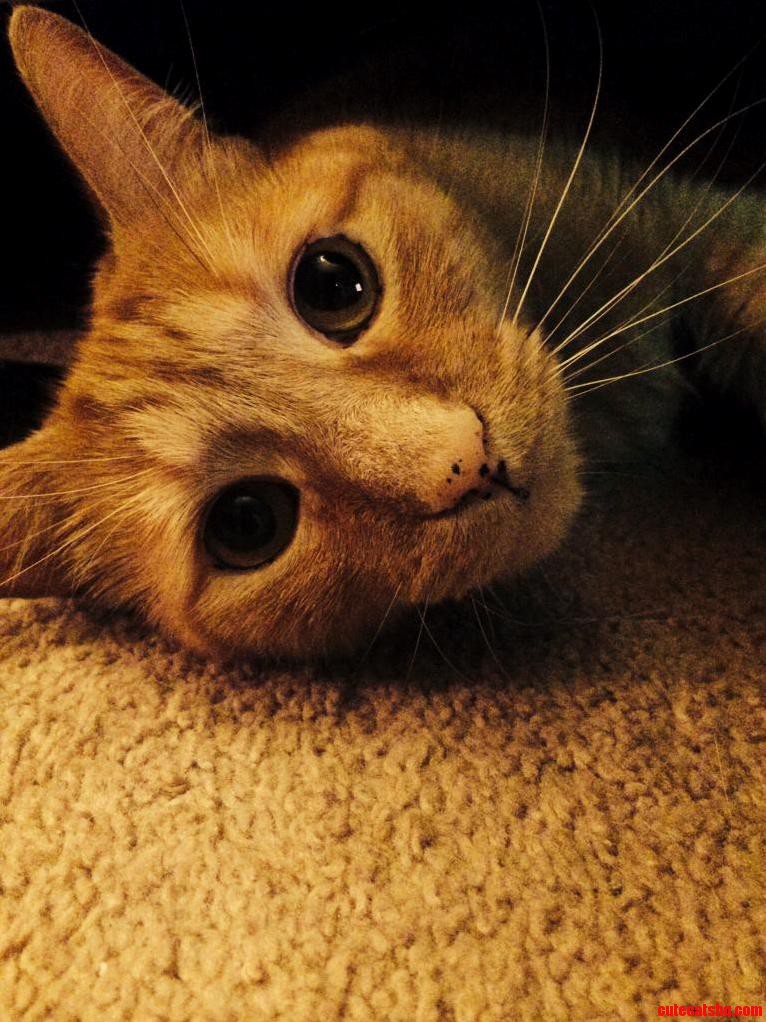 Caught Him Under the Couch Last Night.