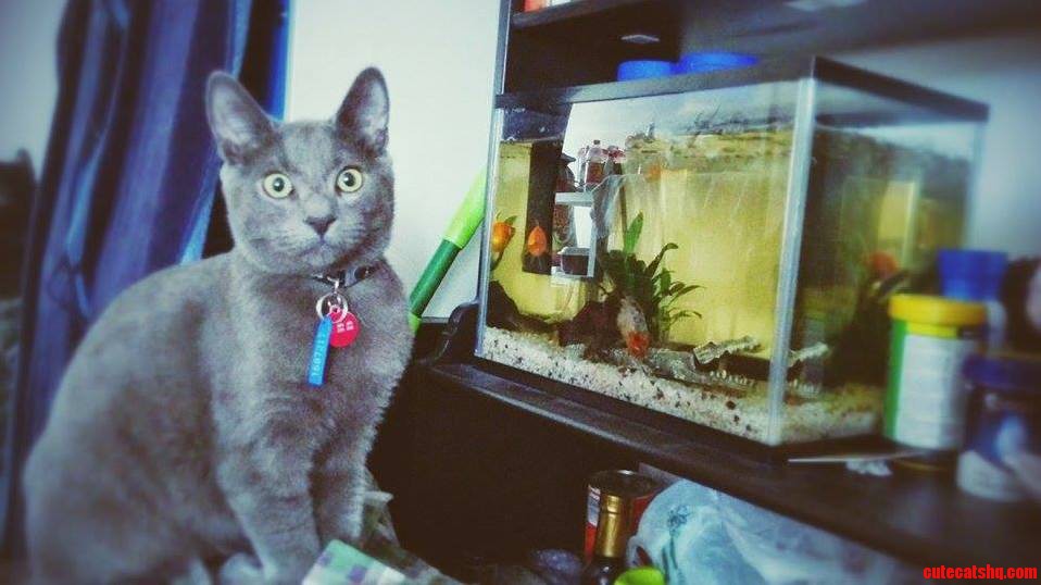 Caught It Took Him a Couple of Months but Hes Finally Discovered the Fish Tank...