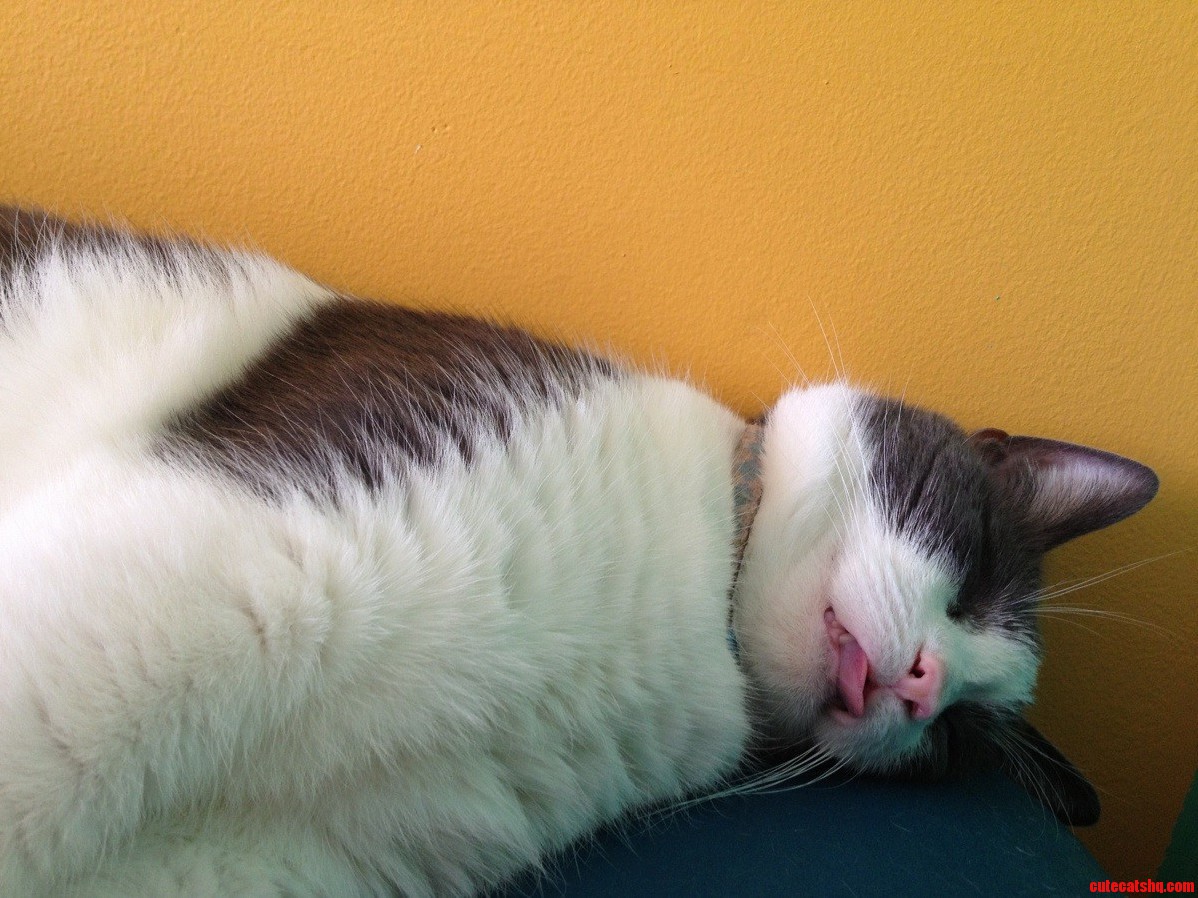 Caught. My Niko.