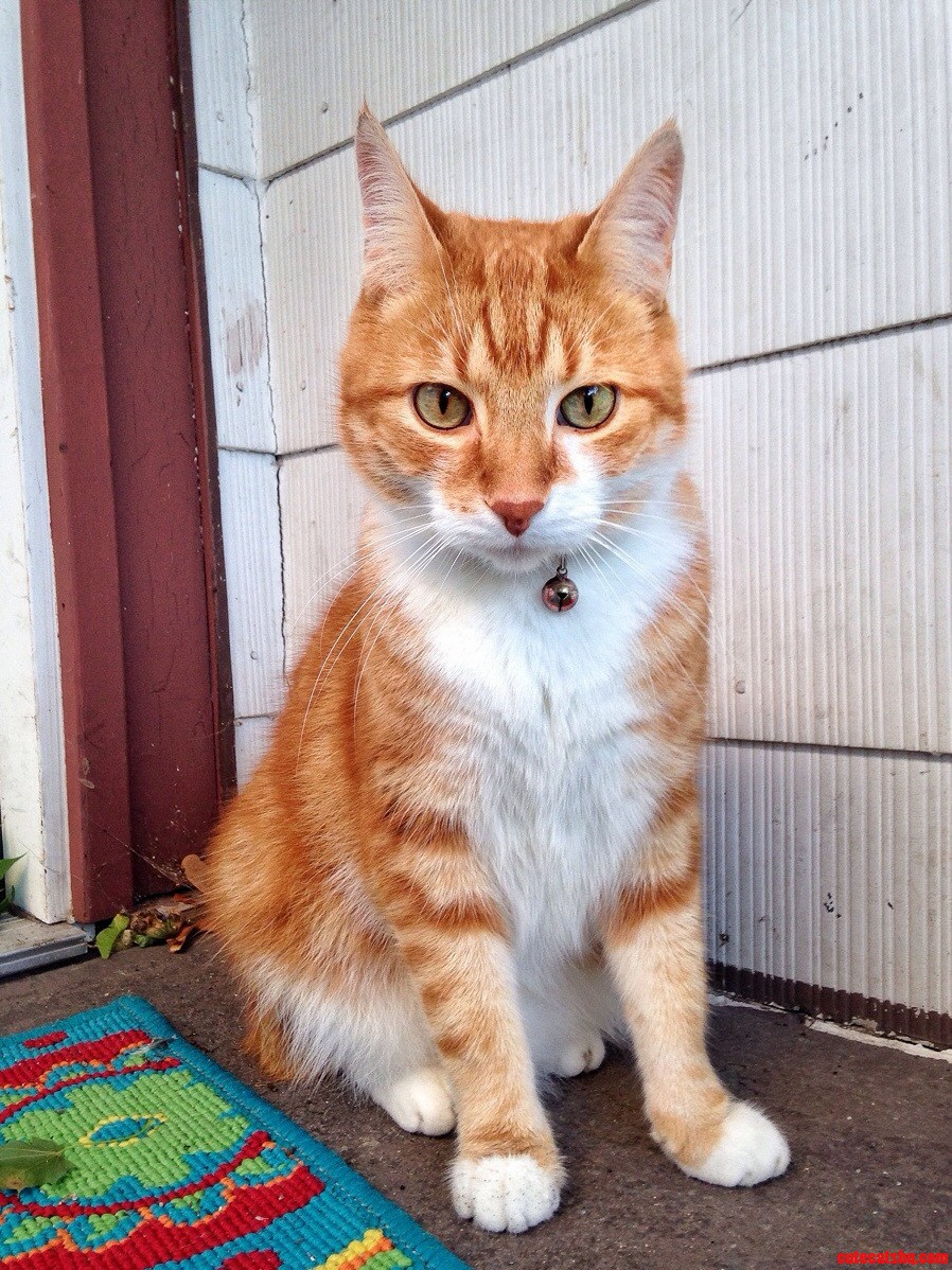 Chaos Is a Very Fitting Name for This Cat.