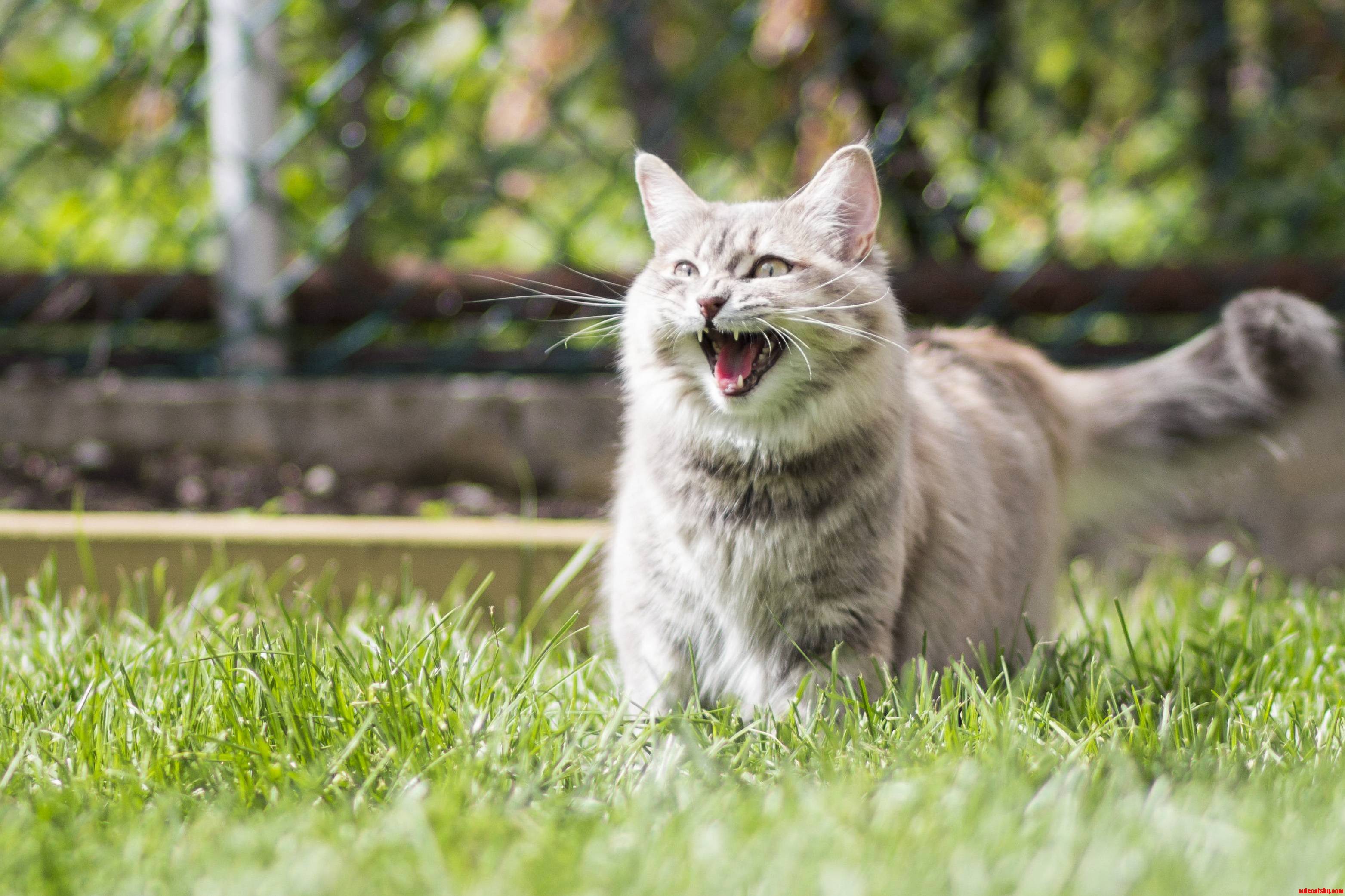 Chasing Birds Outside for the First Time
