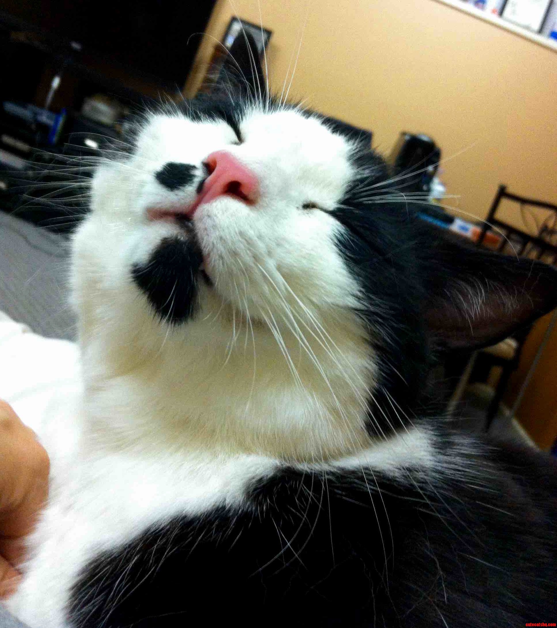 Chester Loving the Pets