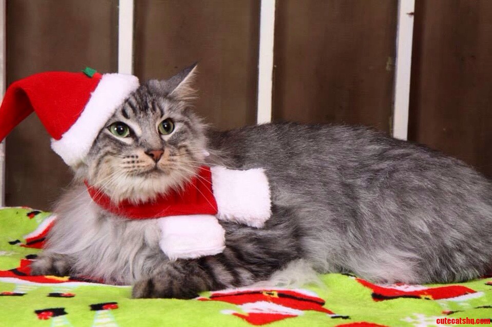 Christmas Cat Photo Shoot