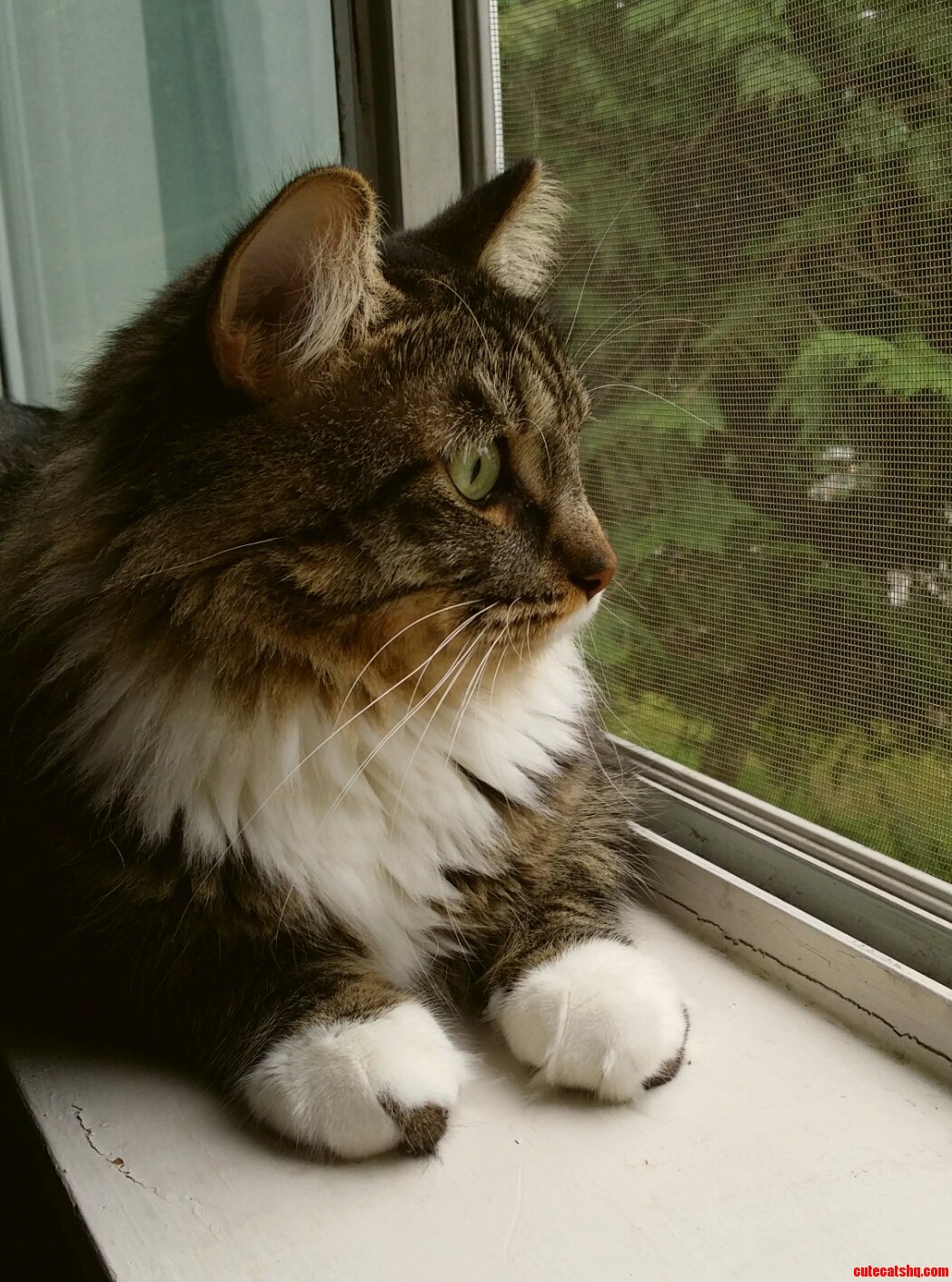 Chubby Butt