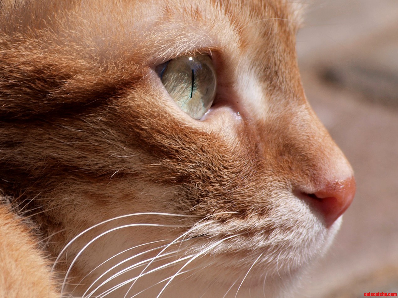 Close Up