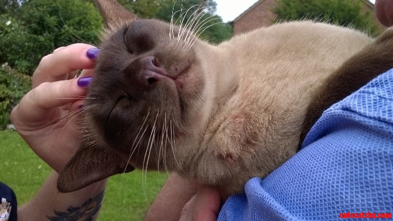 Contentment After Killing Rabbits.