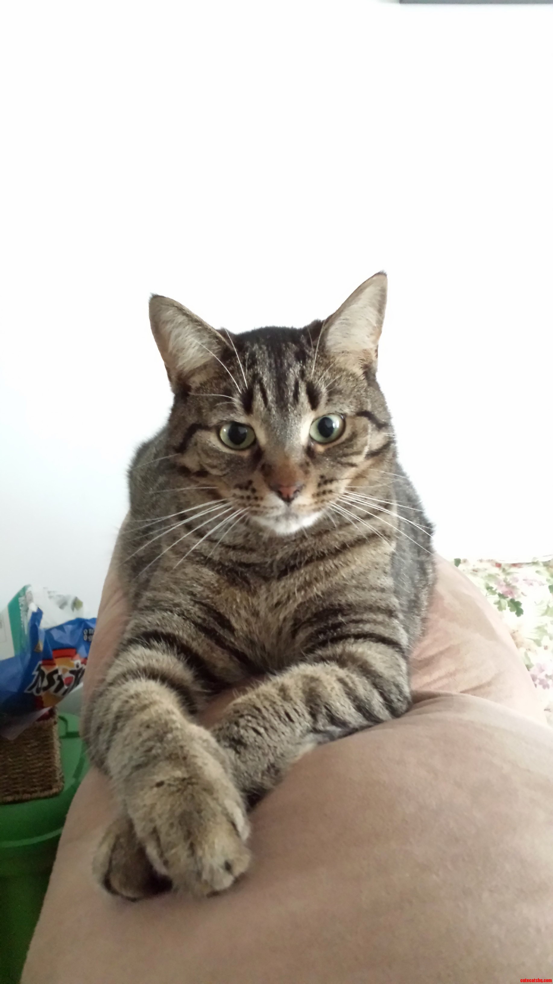 Crossed Paws.