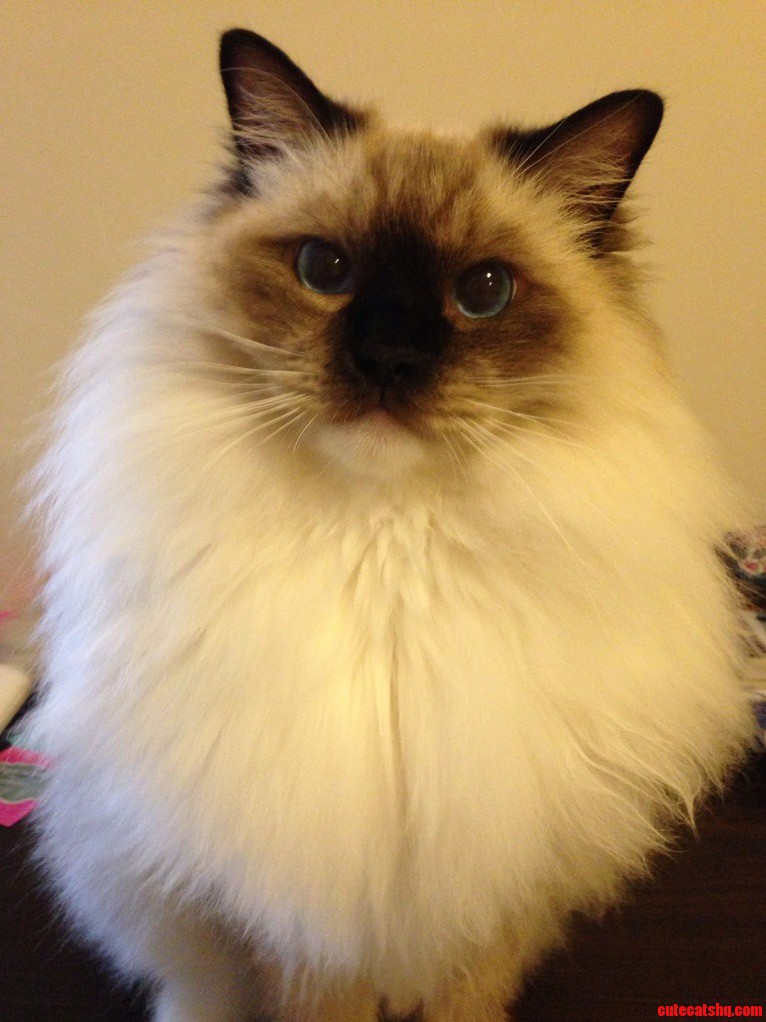 Cute Fatty Cat
