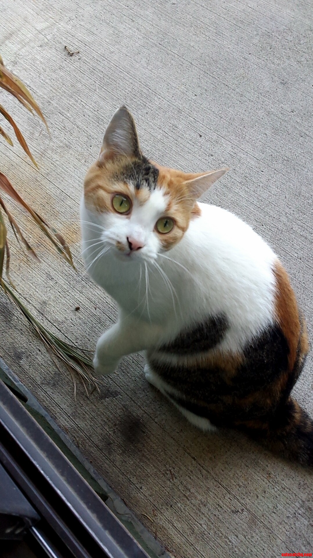 Cute Little Calico