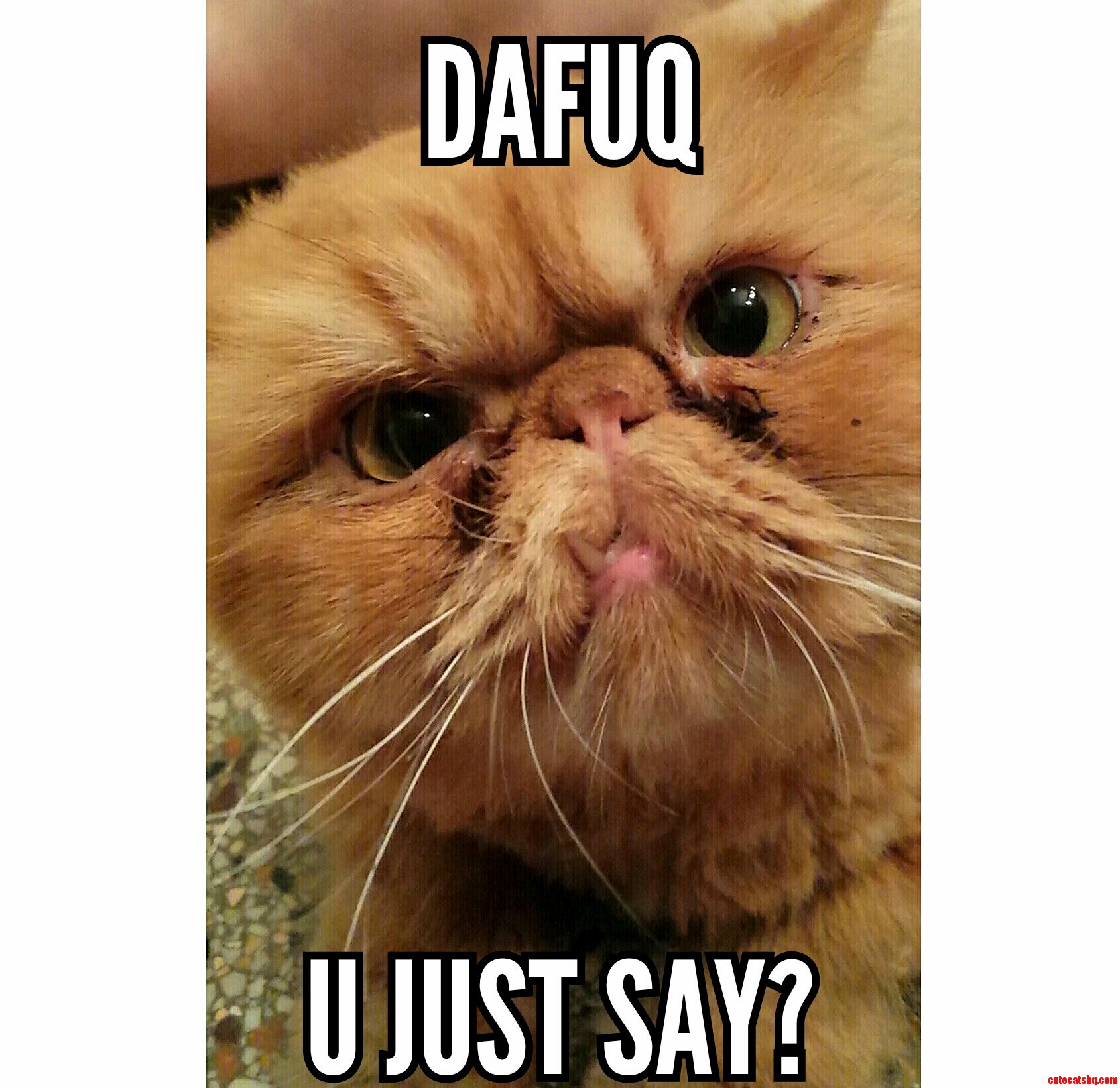 Dafuq Cat