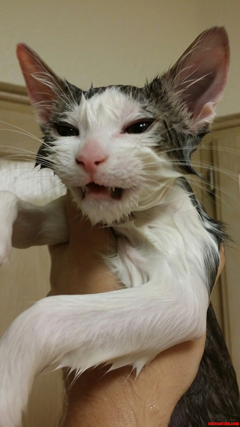 Desmo Might Be a Little Miffed About Bath Time.....
