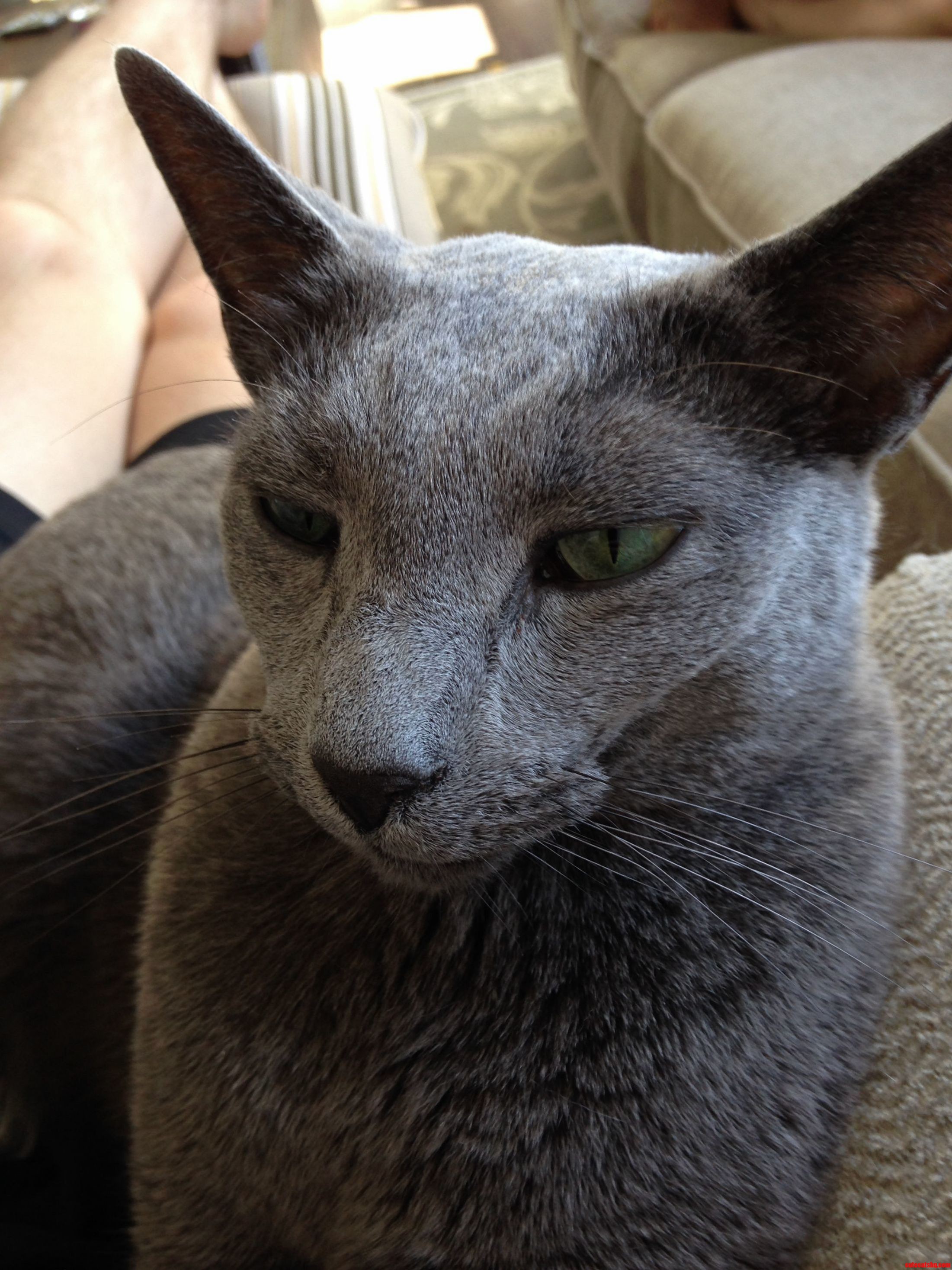 Dimitri Looking Dignified on His 10th Birthday