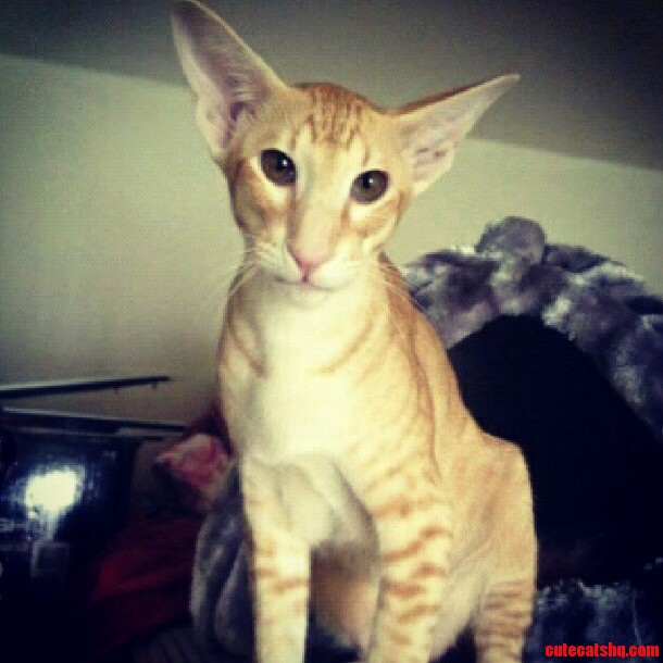 Does Someone Know What Breed Is This Cat