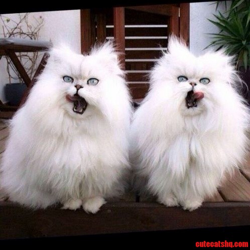 Double the Fluff