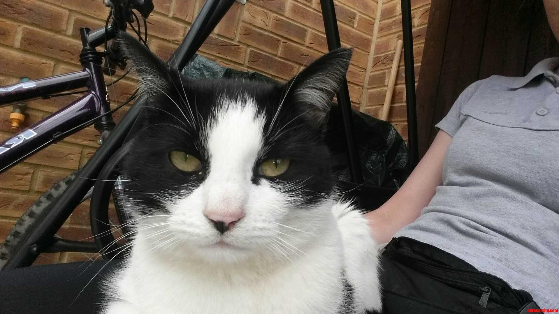 Dylan Enjoys Biting Humans Scratching Humans and Sitting on Humans.