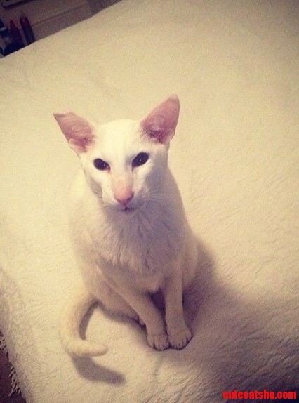 Early Morning Wake Up Call from This Cutie