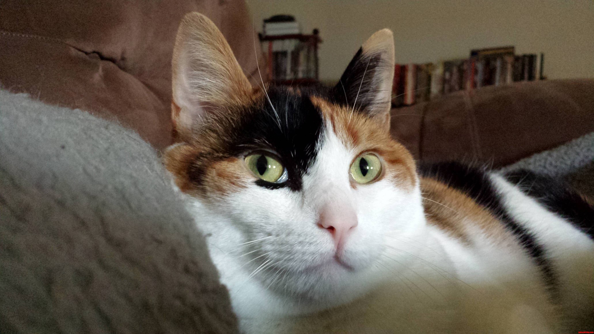 Eleanor Relaxing on Her Favorite Blanket After Being Brushed Clean of All Those Loose Hairs