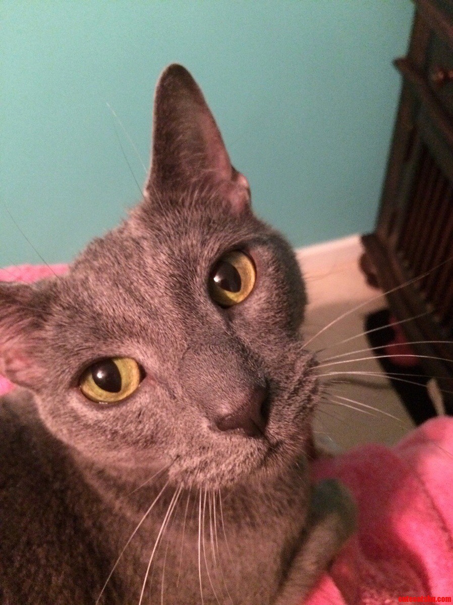 Every Night After I Shower and Sit in Bed He Sits on My Lap for a Cuddle Session. I Love My Cat Son