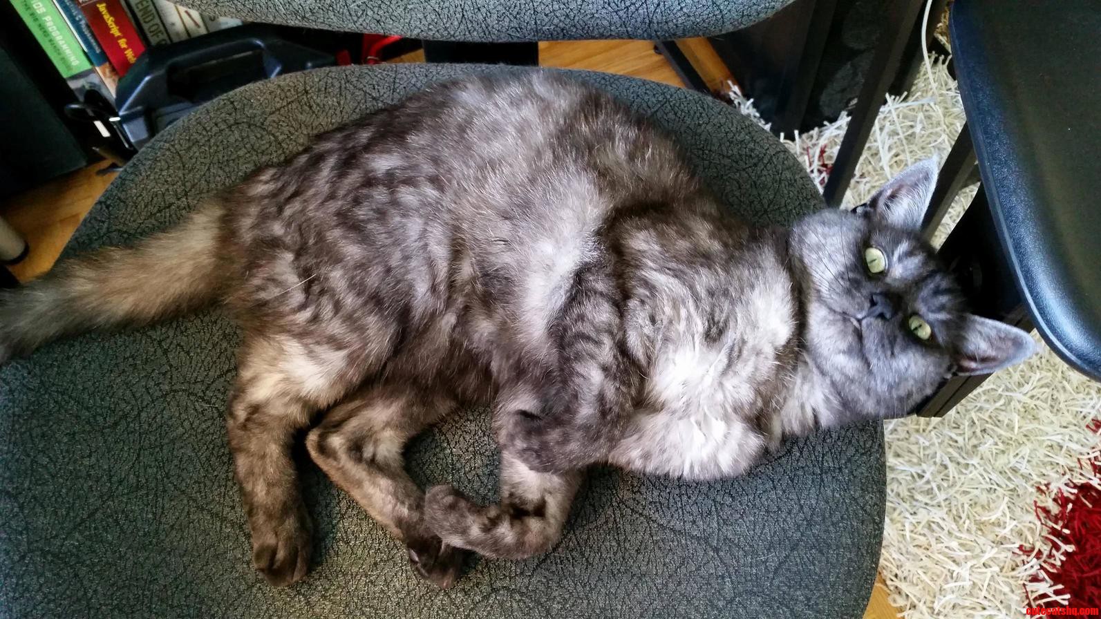 Every Single Time I Get Up from My Chair and Then Return. Every. Single. Time.
