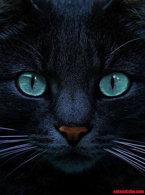 Eyes