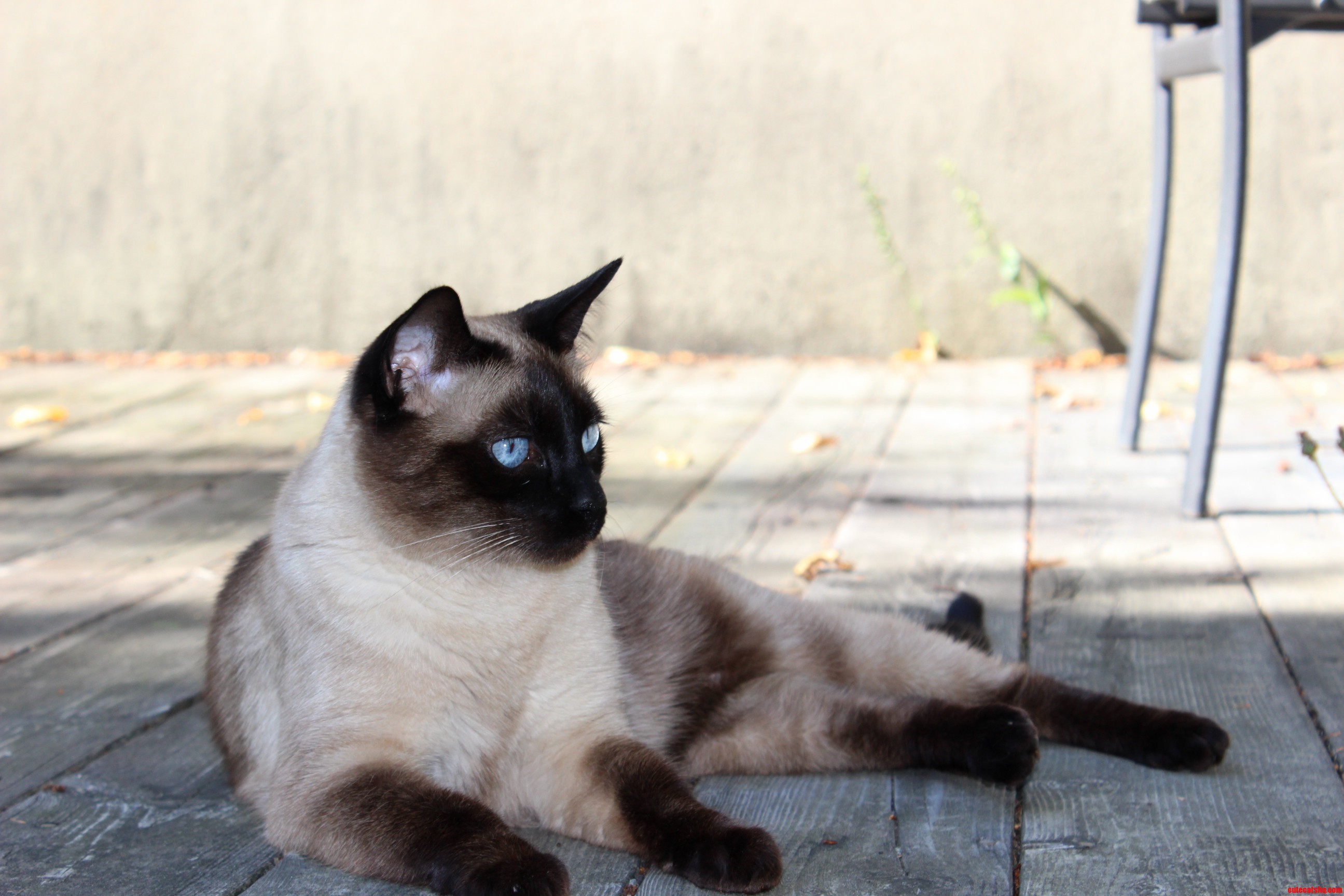Finally a Picture Without Red Eye Cisco My Siamese.
