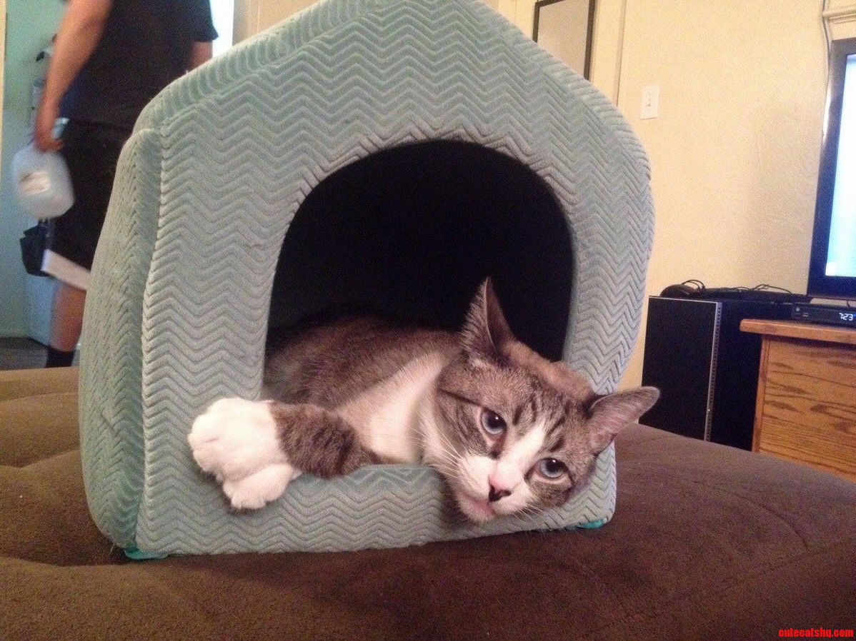 Finally Bought a Bed He Approves of