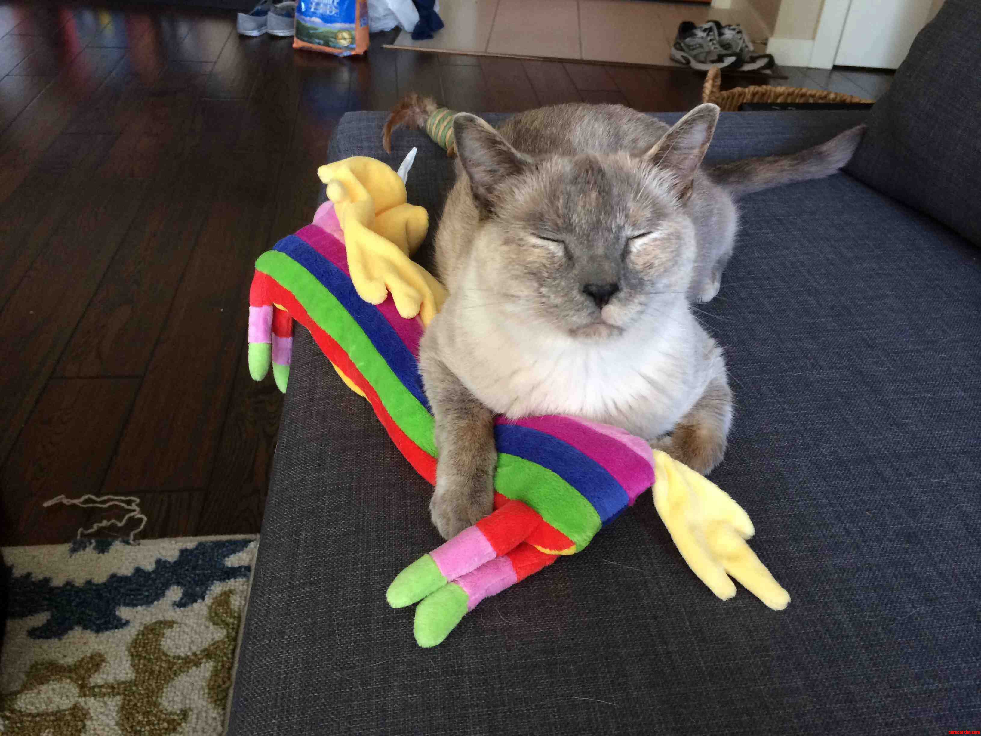 First Time on Catnip. I Think My Cat Is High.