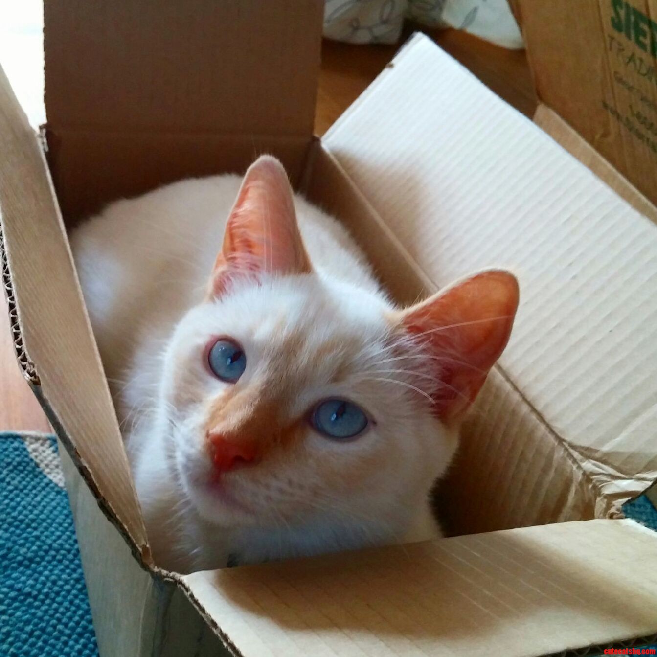 Fits N Sits