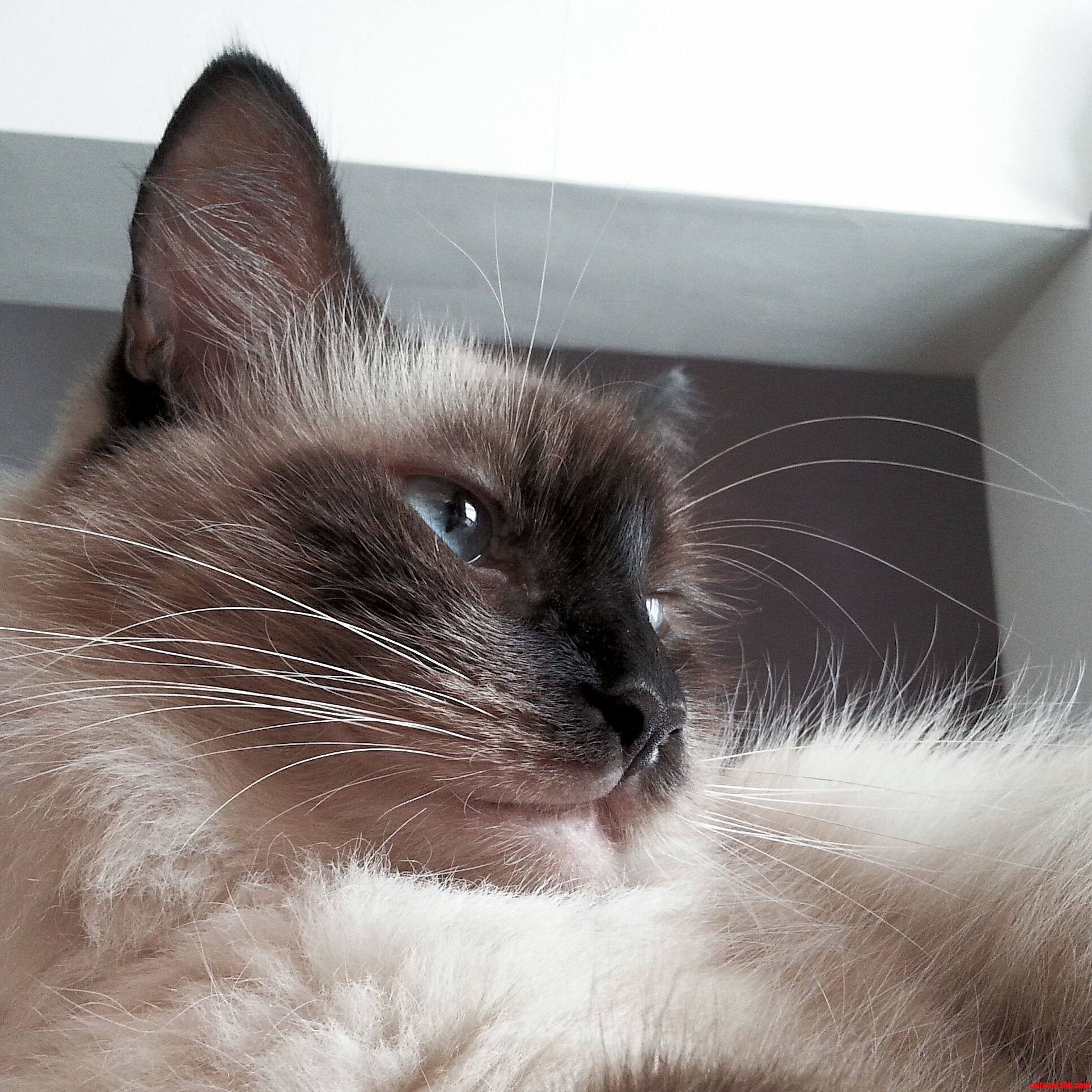 Fluffy Proud and Long Whiskered