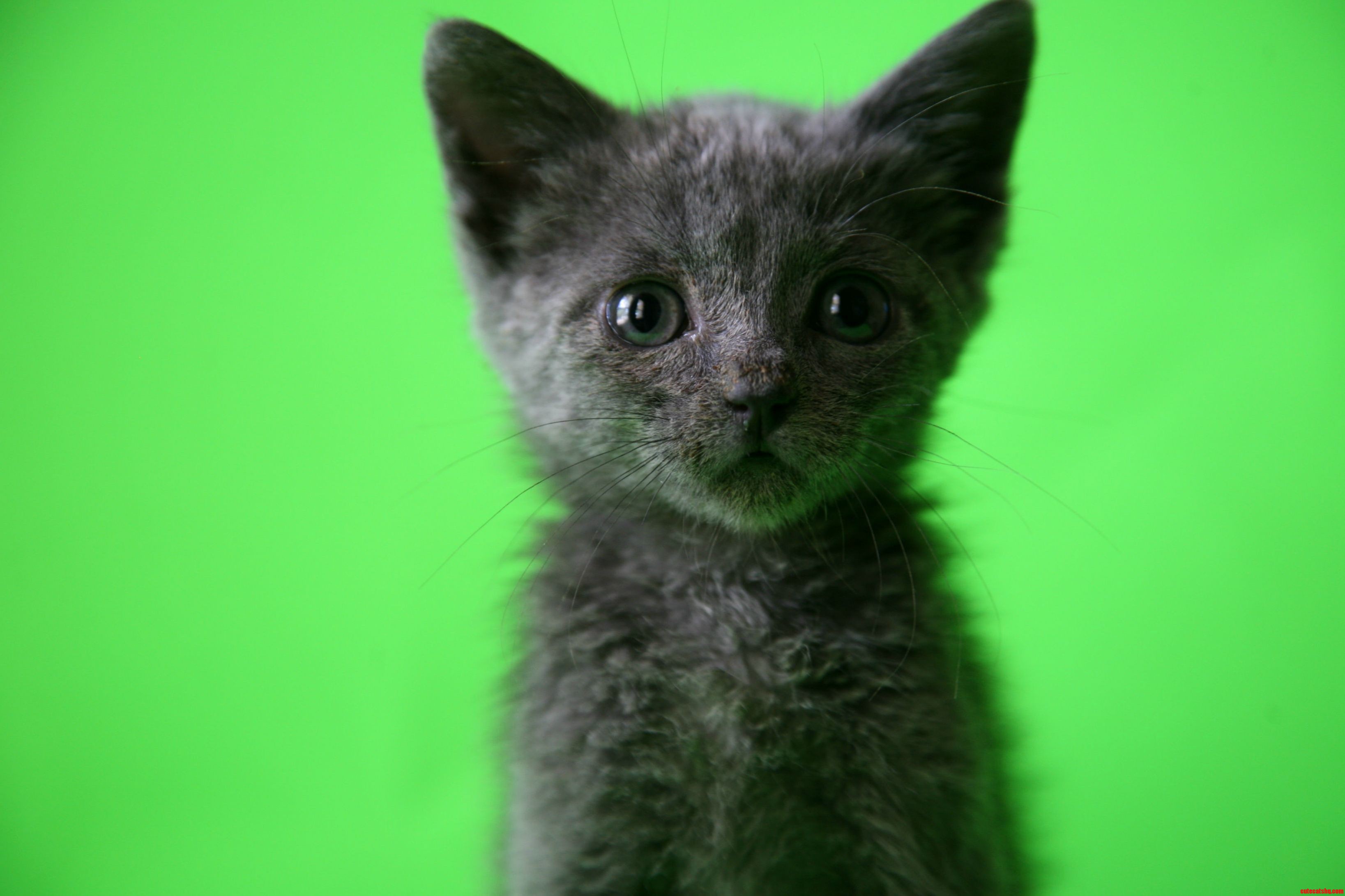 Fostering This Baby Right Meow