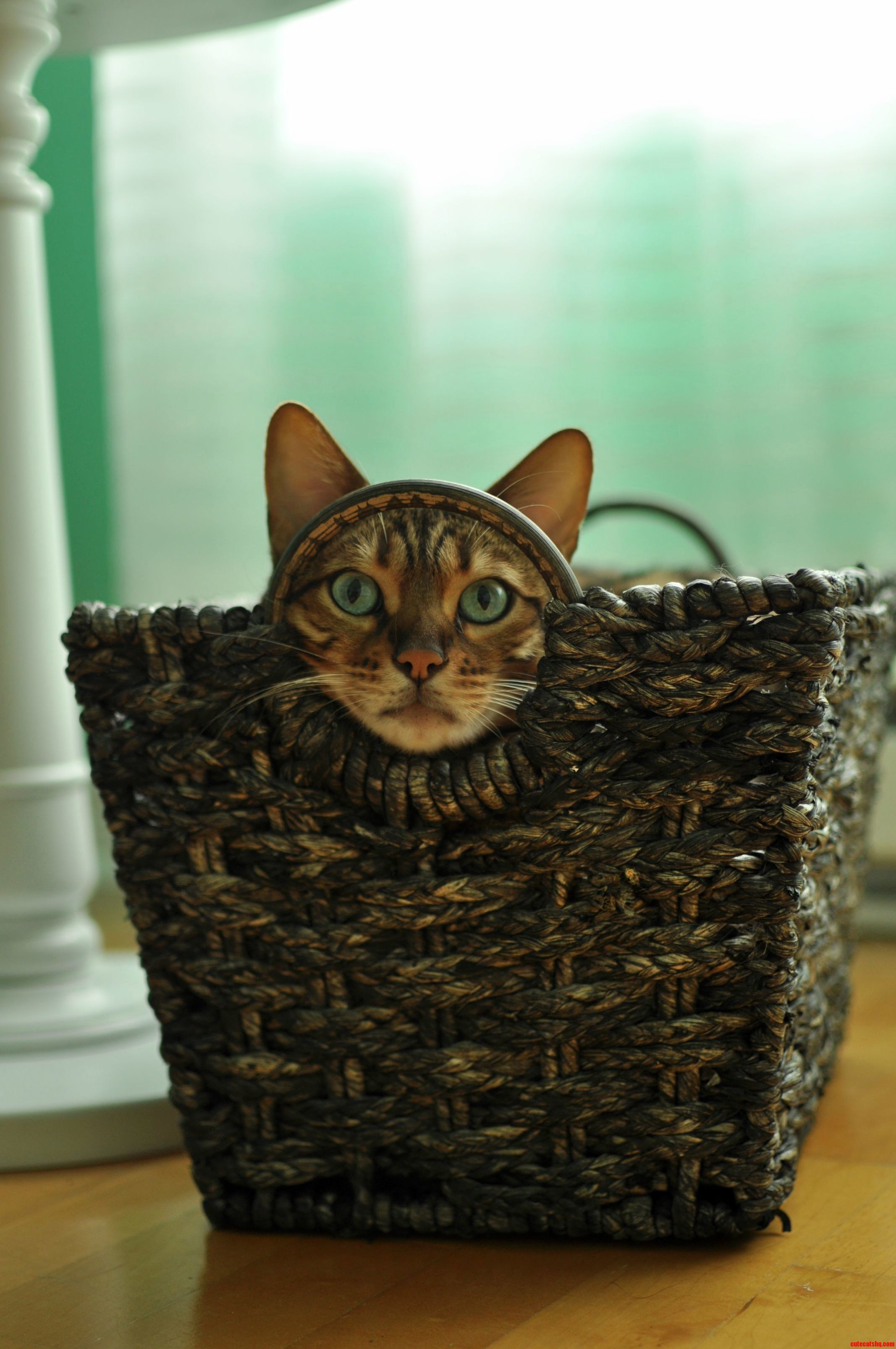 Found My Bengal Cat in the Basket...