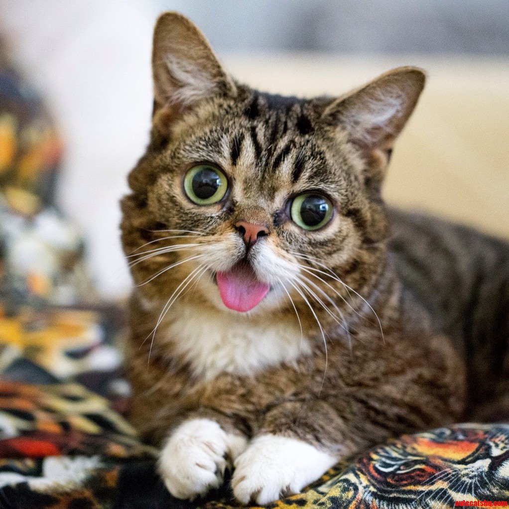 Found This Cat on My Newsfeed. She Was Appropriately Named Bubs Link in Comments