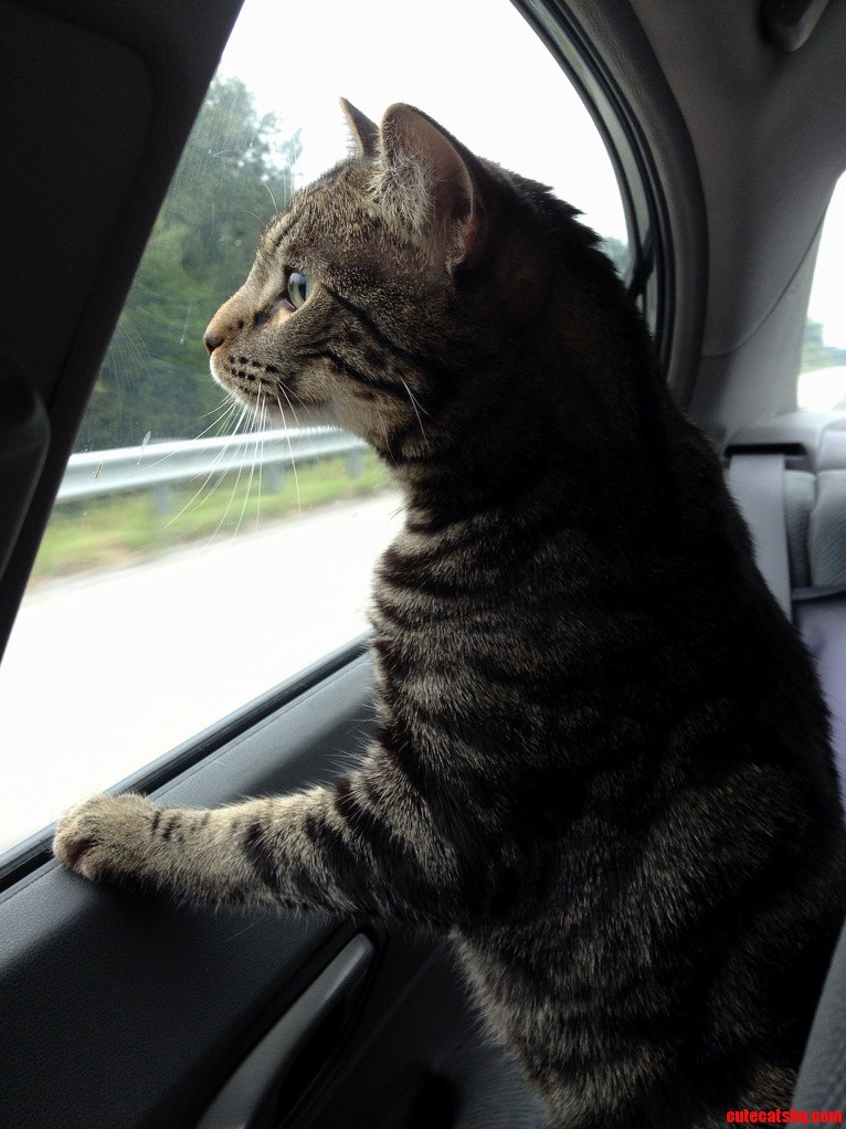 Franklin Loves Car Rides