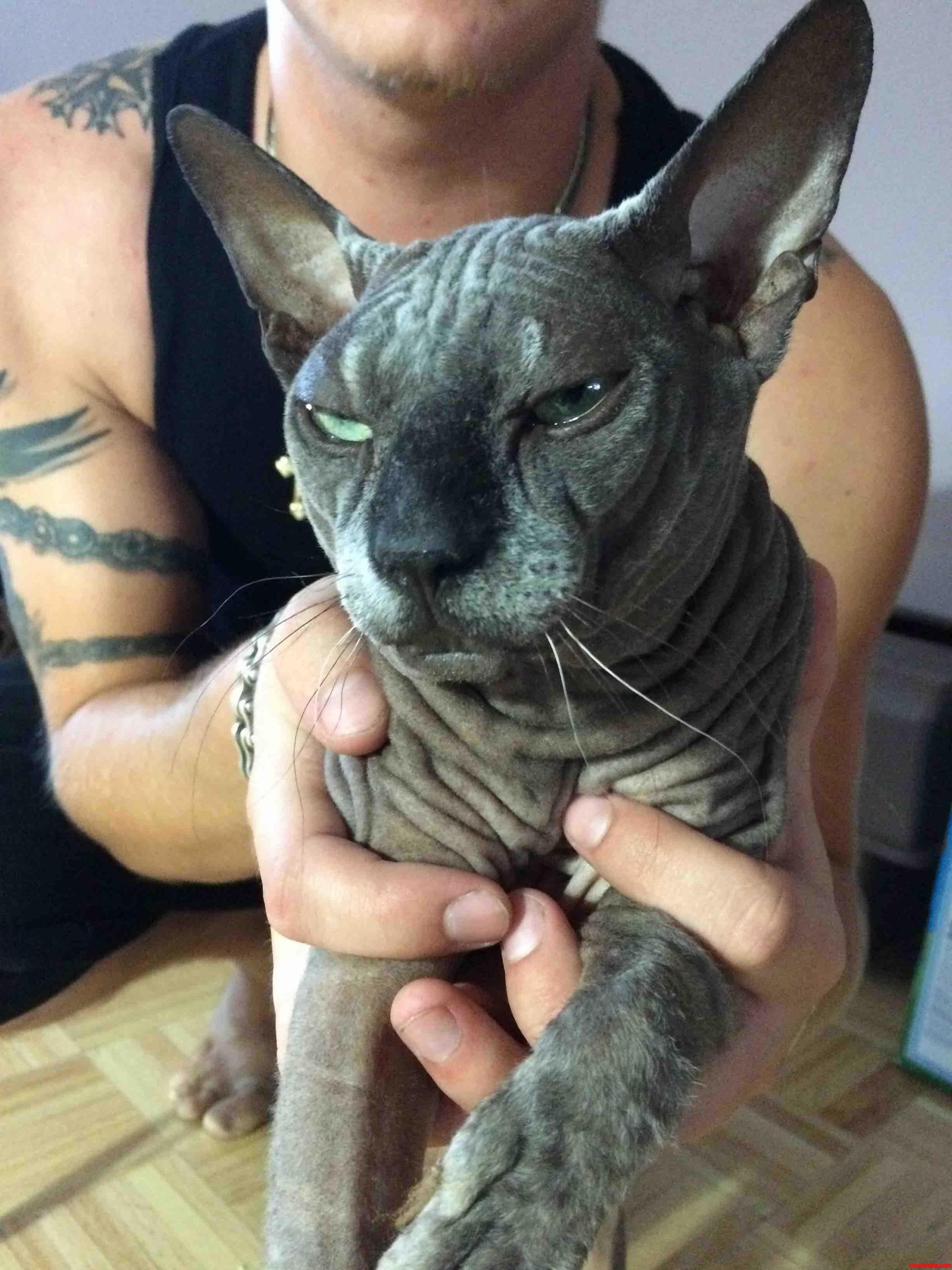 Friend Got a New Cat
