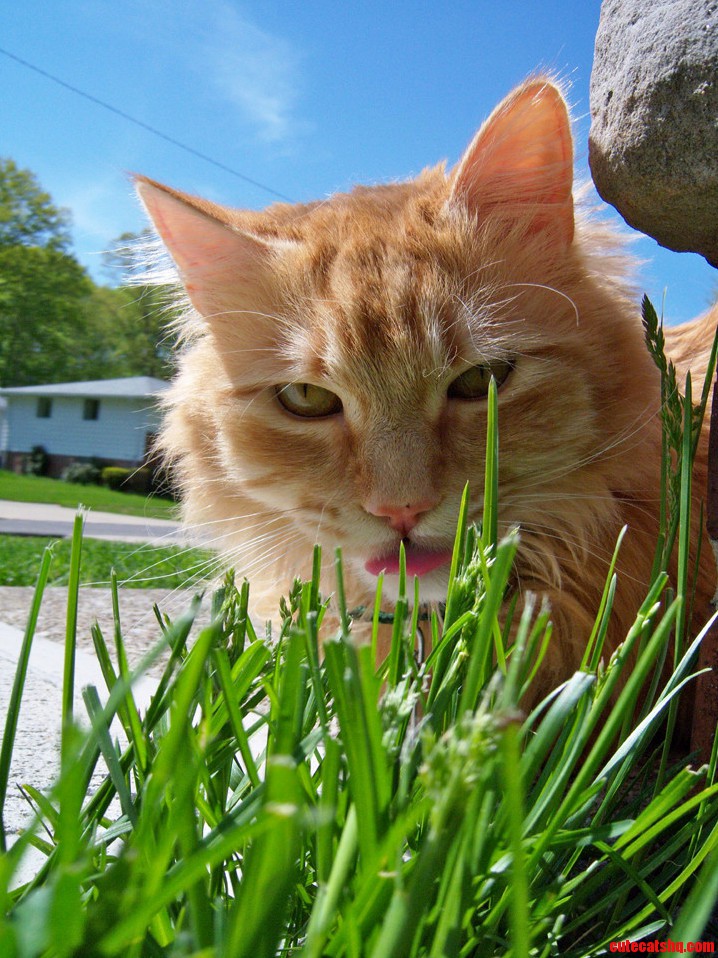 Gimme Dat Grass