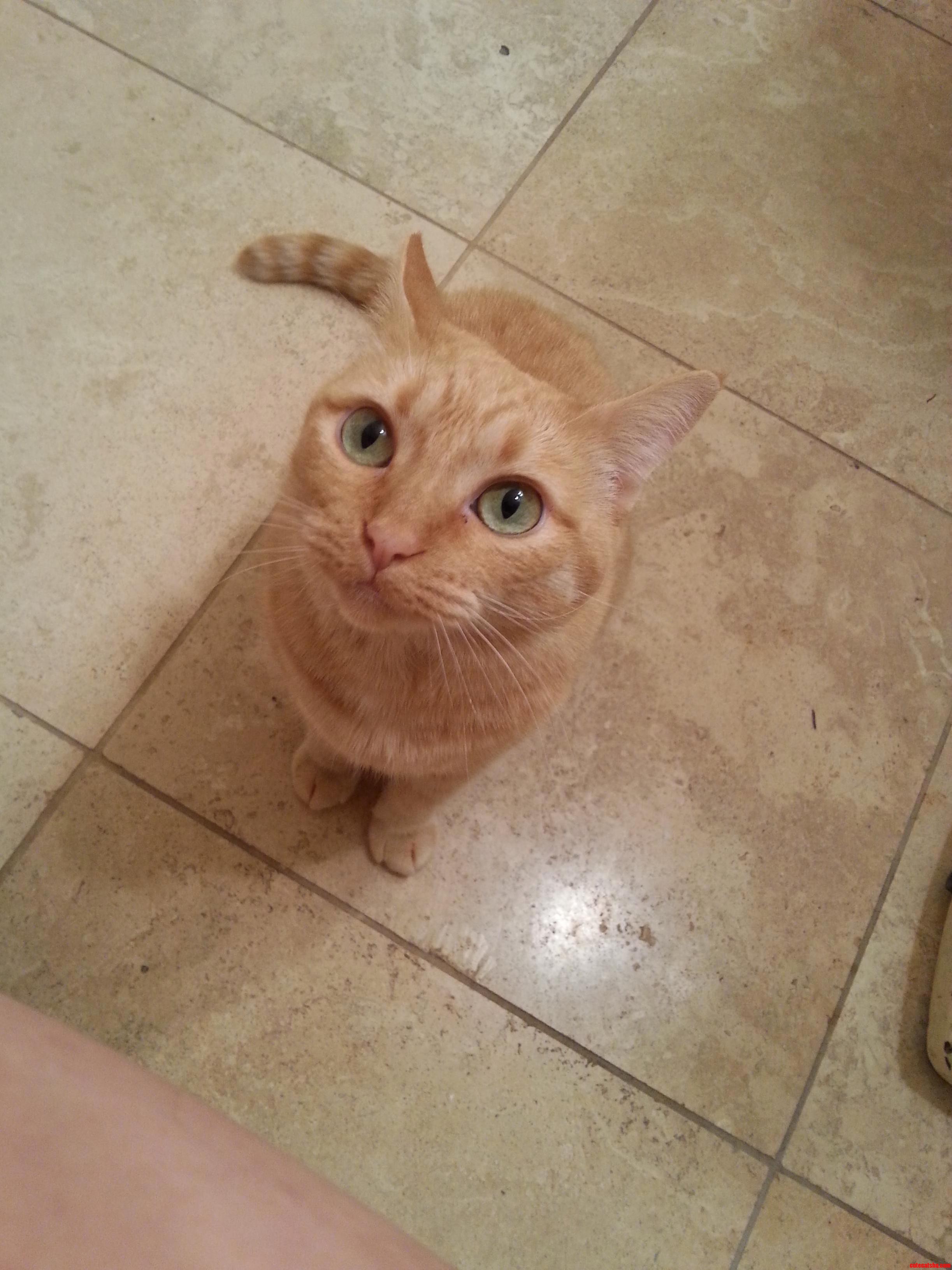 Ginger Kitty