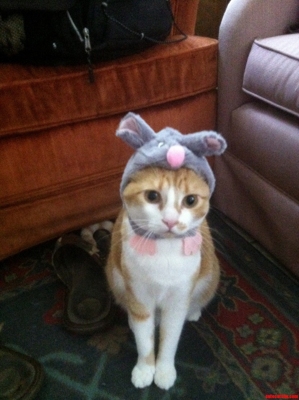 Got My Fur Baby a Halloween Costume