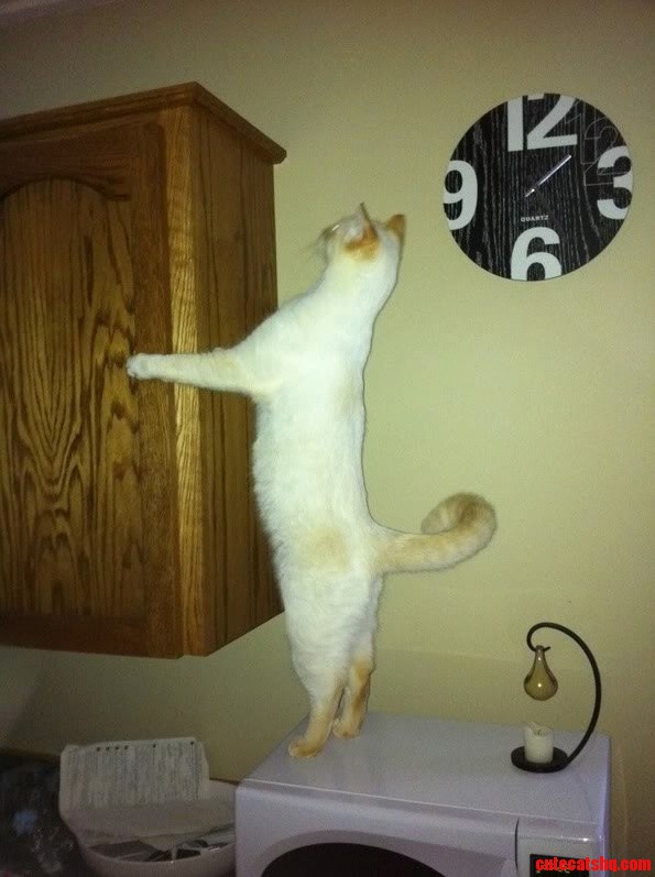 Greg Leveling My Cupboards.