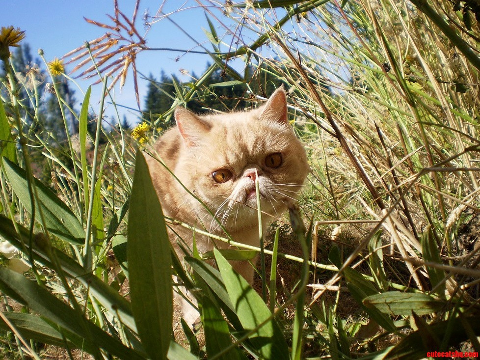 Griffin Enjoying the Last Weeks of Warmth