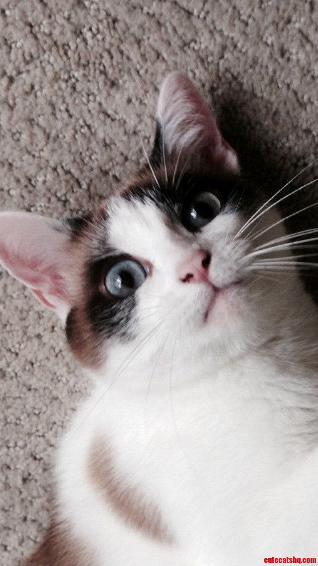 Had a Photoshoot with My Cat Today This One Is My Favorite.