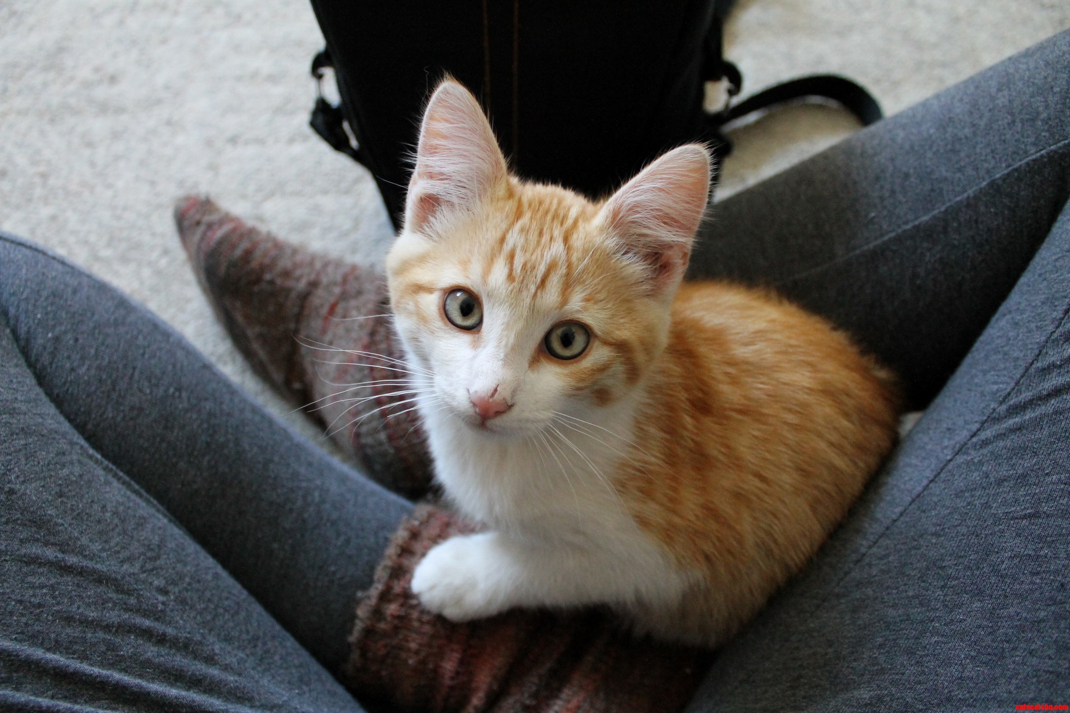 Handsome Franklin