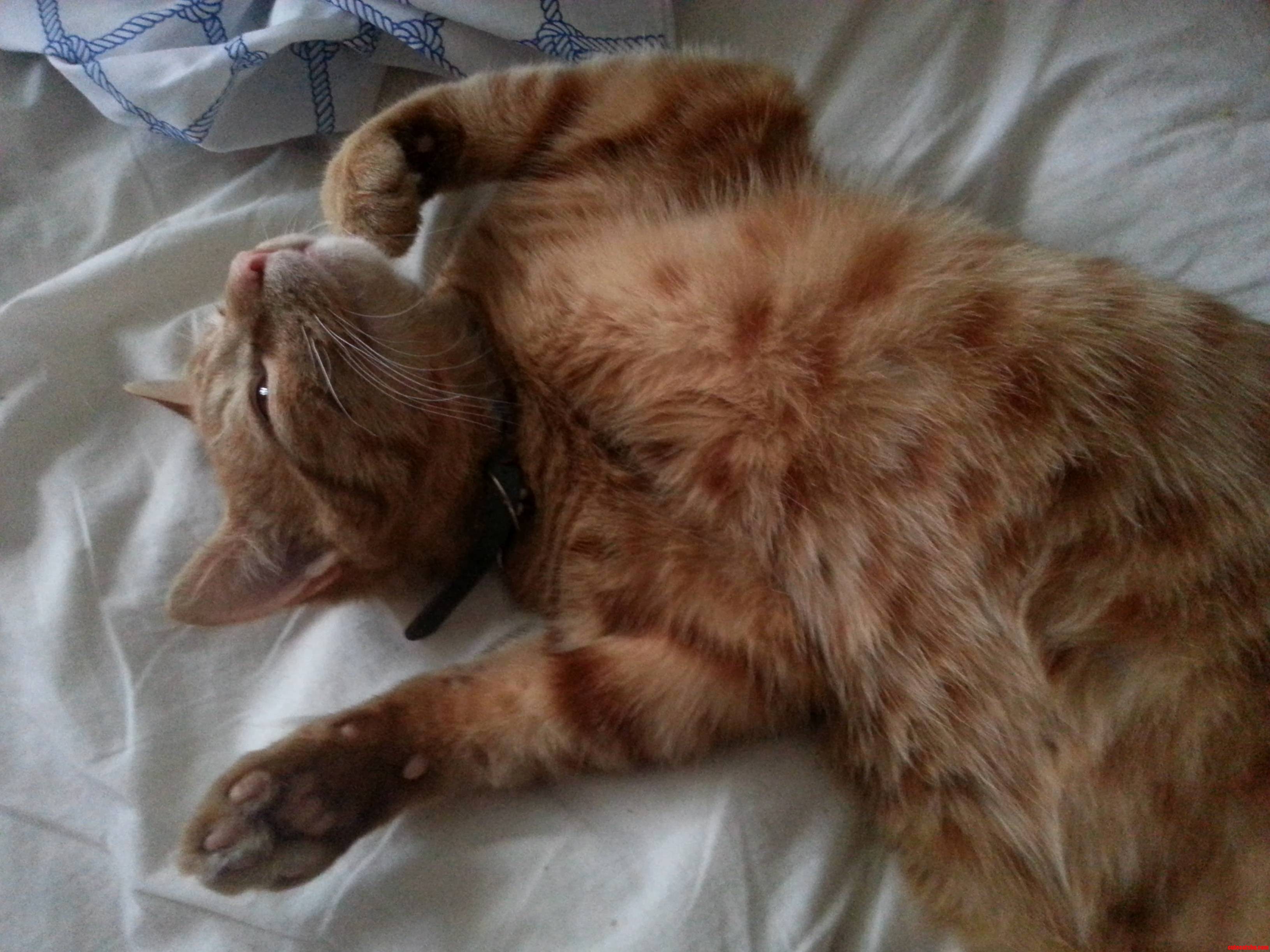 Hank Ponders the Meaning of Life.