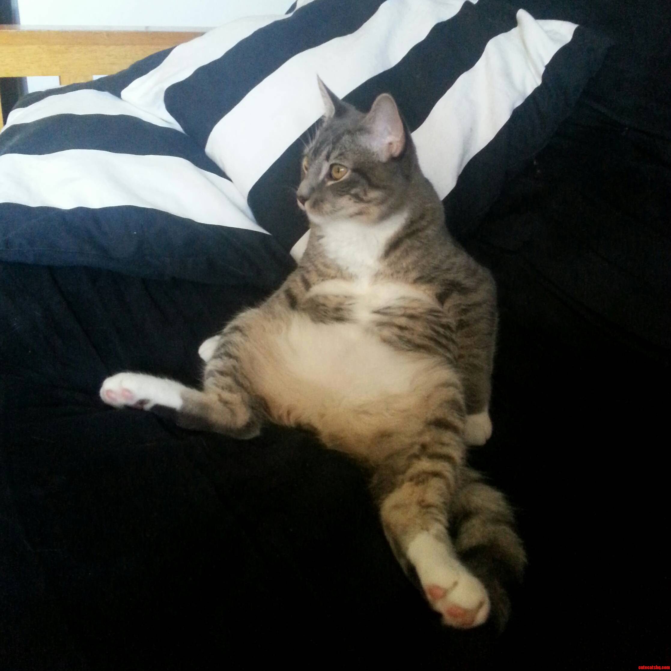 He Became Entranced with the Tv Mid Bath.