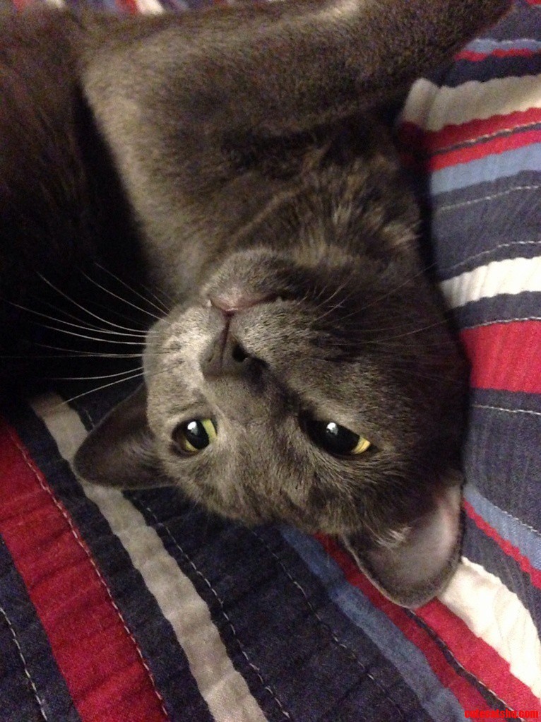 He Enjoys Being Upside Down Do All Cats Like That