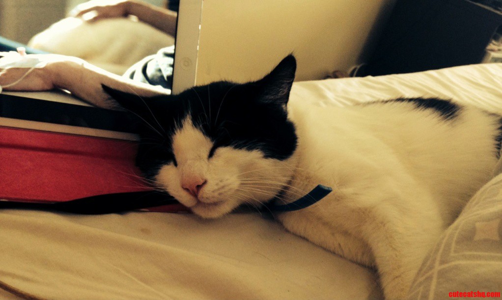 He Likes the Heat Off the Ipad.