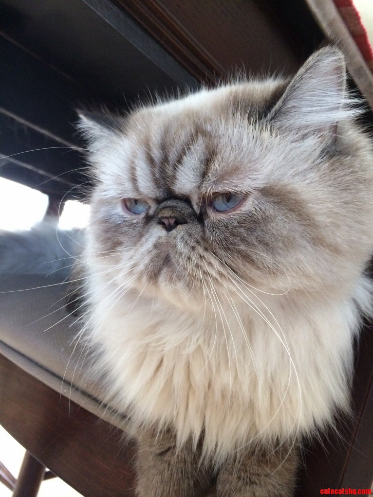 He Loves to Have His Picture Taken. Really.
